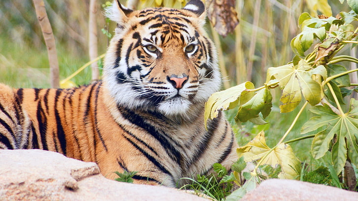 Primo piano, tigre di Sumatra, Sfondo HD