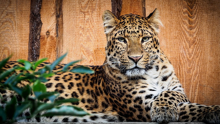 leopard, wildlife, terrestrial animal, mammal, big cat, zoo, HD wallpaper