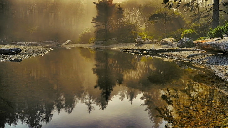 river across woods, reflection, river, forest, nature, landscape, HD wallpaper