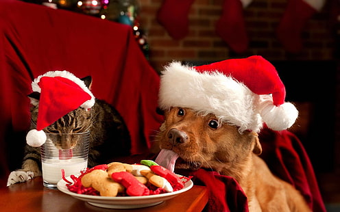 Dog Cat Christmas Cookies HD ขนสั้นสีน้ำตาลสุนัขตัวเล็ก; หมวกซานต้า; กระดูกสุนัขอาหารสุนัขสัตว์แมวสุนัขคริสต์มาสคุกกี้, วอลล์เปเปอร์ HD HD wallpaper