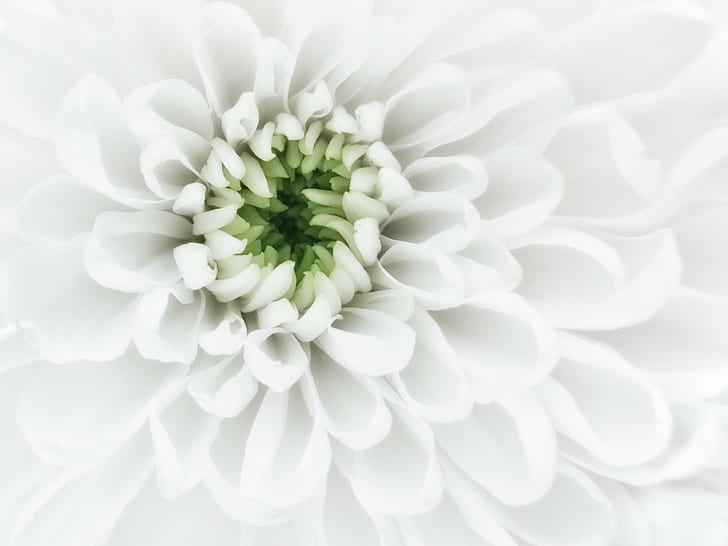 фотография крупным планом белого цветка с лепестками, чистота, фотография крупным планом, белый, цветок, лепестки, центр, хризантема, макро, природа, растение, лепесток, фоны, крупный план, HD обои