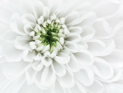 close up photography of white petaled flower, Purity, close up photography, white, flower, petals, center, chrysanthemum, macro, nature, plant, petal, backgrounds, close-up, HD wallpaper HD wallpaper