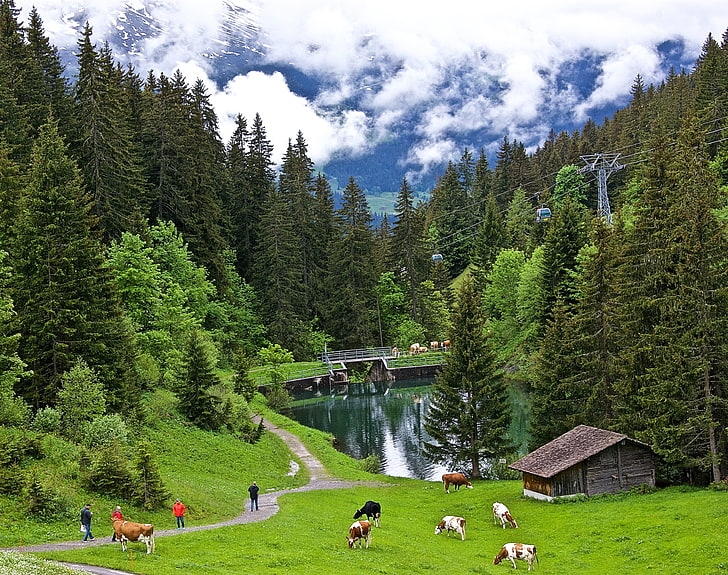 cabine en bois marron, verts, forêt, herbe, nuages, arbres, montagnes, hauteur, Suisse, vallée, vaches, pente, chemin d'accès, étang, ascenseur, Grindelwald, Fond d'écran HD