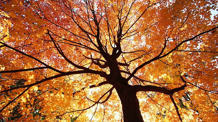*** Vackert höstträd ***, natura, drzewa, jesien, roku, pora, natur och landskap, HD tapet