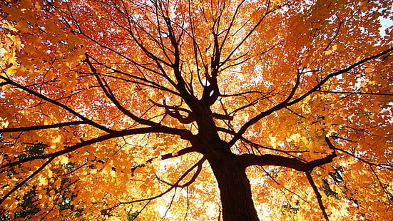 *** Vackert höstträd ***, natura, drzewa, jesien, roku, pora, natur och landskap, HD tapet HD wallpaper