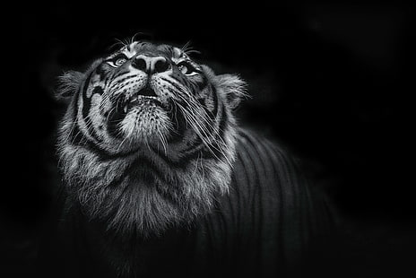 Тъмно, черно, 4K, тигър, HD тапет HD wallpaper