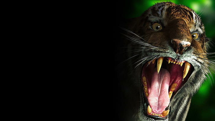 Harimau Sangat Marah, harimau, kucing, hewan yang sangat marah, Wallpaper HD