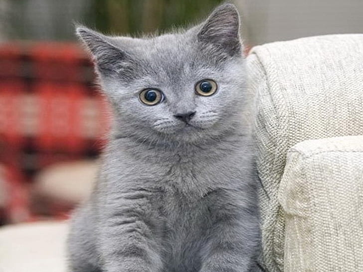 fattore carino animale gatto blu gattino russo dolce HD, animali, animale, blu, gatto, carino, dolce, gattino, russo, Sfondo HD