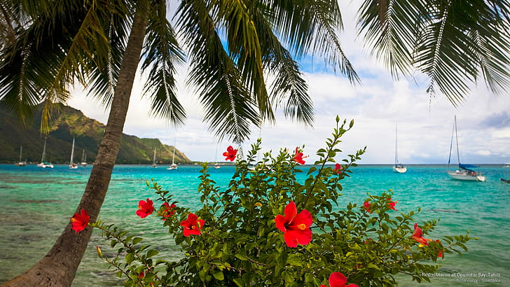 Hibiscus Merah di Teluk Opunohu, Tahiti, Kepulauan, Wallpaper HD