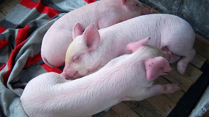 świnia, świnie, słodkie, małe świnki, mała świnka, mała świnia, małe świnki, małe, małe, świnka, świnki, zwierzęta, Tapety HD