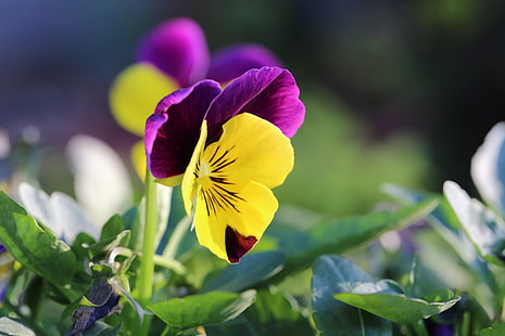 ungu dan kuning bunga petaled dalam fotografi closeup, pansy, pansy, Pansy, Seri, ungu, kuning, bunga, fotografi closeup, dingin, cuaca, alam, tanaman, daun bunga, musim panas, Wallpaper HD HD wallpaper