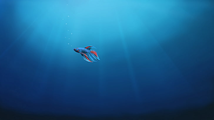 وحده ، تحت الماء ، ويندوز 10 ، سمك ، 4K، خلفية HD