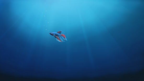 وحده ، تحت الماء ، ويندوز 10 ، سمك ، 4K، خلفية HD HD wallpaper