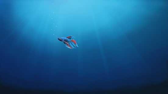 Fish, Alone, Underwater, Windows 10, 4K, HD wallpaper HD wallpaper