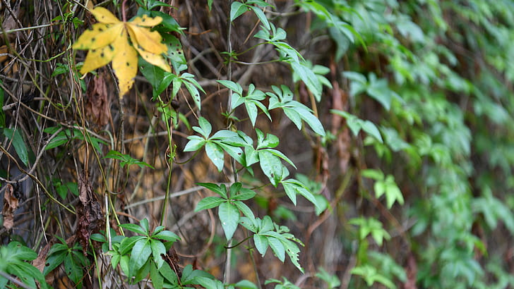 Растения из ротанга, зеленые листья, ротанг, растения, зеленые, листья, HD обои
