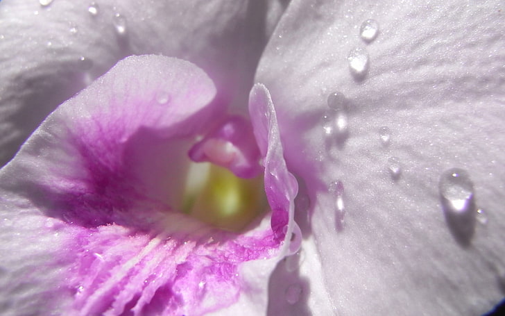 weiße und rosa Mottenorchidee, Makro, Tau, Orchideen, Blumen, Wassertropfen, HD-Hintergrundbild
