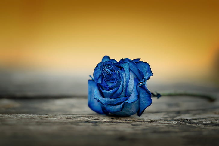 macro, background, rose, Bud, blue, HD wallpaper