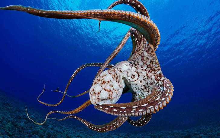 Octopus Hd Wallpapers Ośmiornice żyją zaledwie kilka miesięcy po kryciu Samice ośmiornic umierają wkrótce po jajach Isfranje, Tapety HD