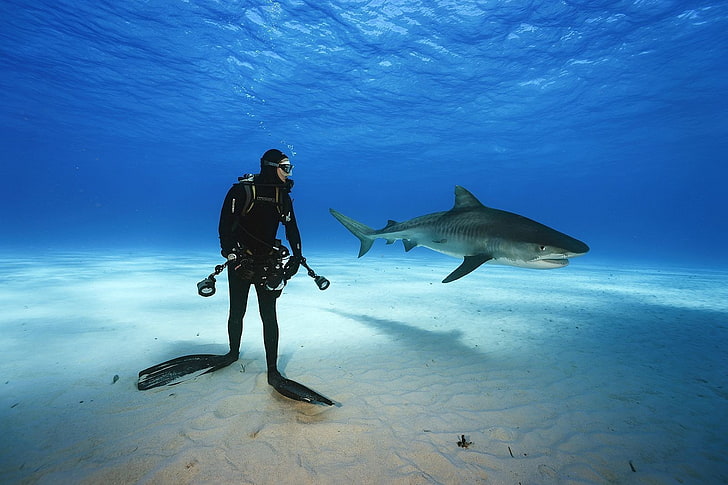 nature, underwater, shark, animals, divers, sea, HD wallpaper