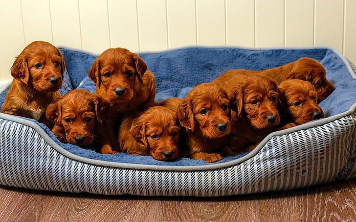 Cute Brown Puppies, brown puppies, puppy, HD wallpaper
