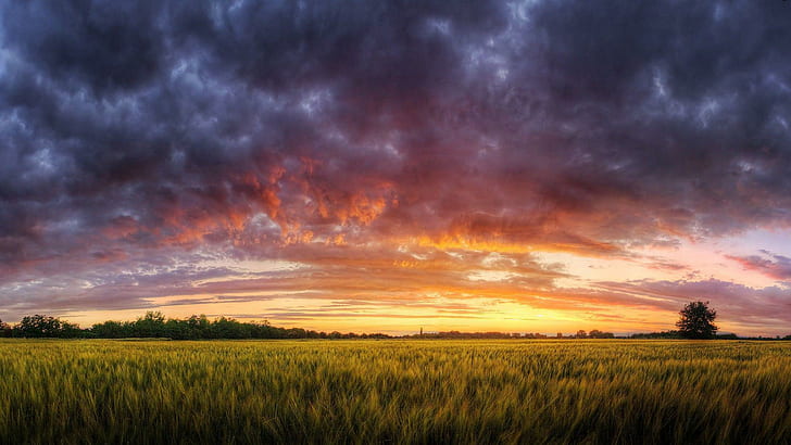 Colorful dusk sky above the field, green grass field, nature, 1920x1080, cloud, dusk, field, wheat, HD wallpaper