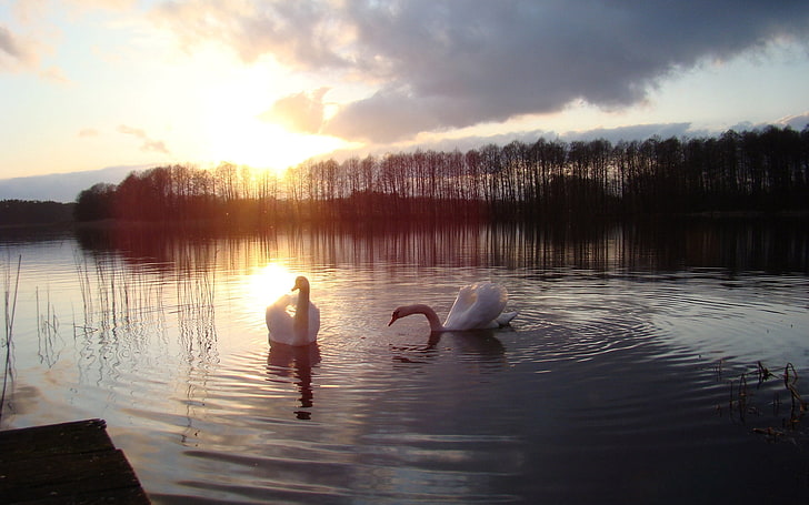 zwei weiße Schwäne, Schwäne, See, Sonne, Silhouette, Vogel, HD-Hintergrundbild
