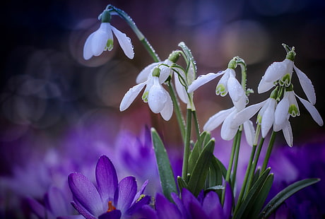 Frühling, Schneeglöckchen, Krokusse, HD-Hintergrundbild HD wallpaper