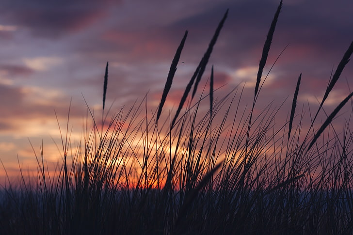 silhouette of grass during golden hour, sunset, grass, landscape, clouds, plants, HD wallpaper