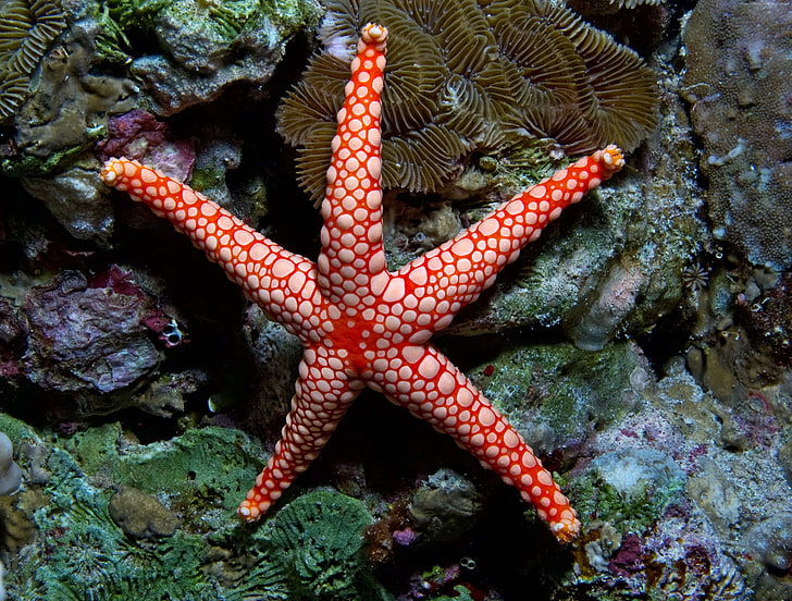 Fromia monilis, подводный, индийский, вода, море, красный, туризм, морская звезда, океан, Тихий океан, морская звезда, дайвинг, лучшие места для дайвинга в мире, Индонезия, HD обои