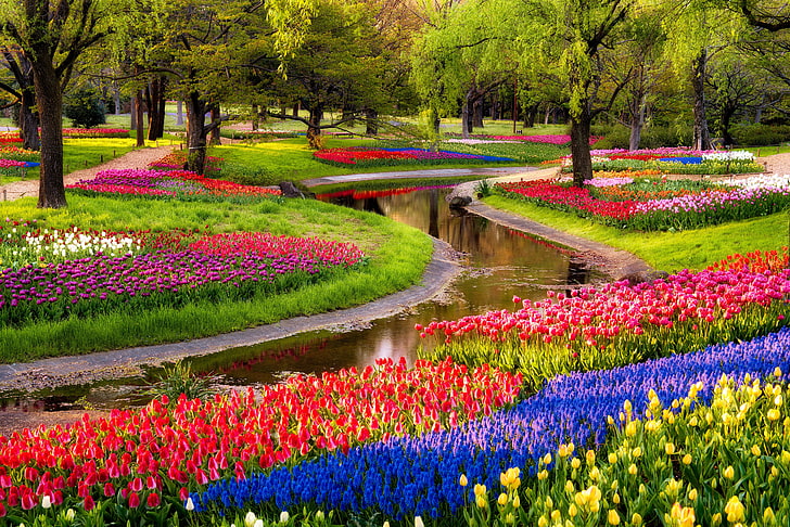różowe, niebieskie i żółte pole kwiatów, drzewa, kwiaty, staw, park, wschód słońca, tulipany, kolorowe, niebieskie, piękne, muscari, wiosna, spacer, Tapety HD