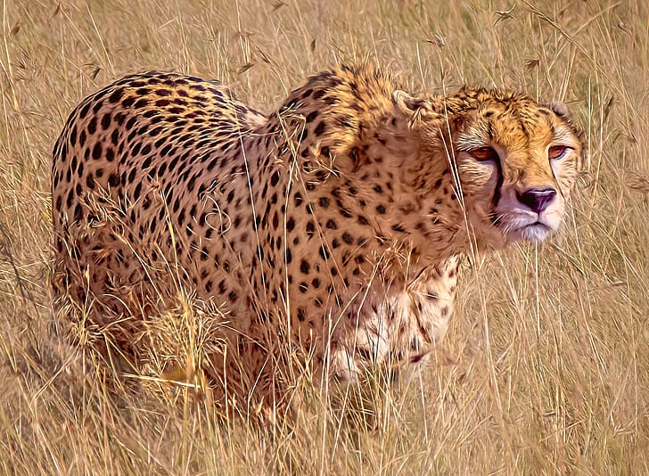 grass, predator, wild cat, Cheetah, HD wallpaper
