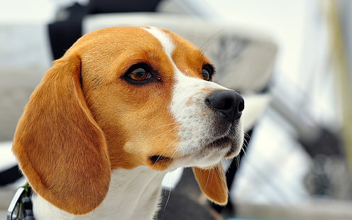Köpek, beagle yakın çekim, Köpek, Beagle, HD masaüstü duvar kağıdı HD wallpaper