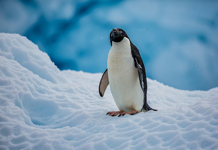 Manchot Adélie, Antarctique, neige, oiseau, manchot, Manchot Adélie, Antarctique, Fond d'écran HD