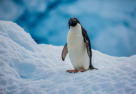 Пингвин Адели, Антарктика, снег, птица, пингвин, пингвин Адели, Антарктика, HD обои HD wallpaper