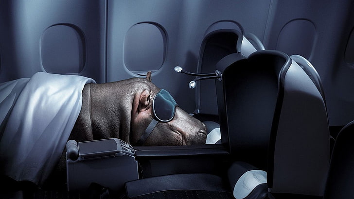 brown hippopotamus, hippos, interior, humor, digital art, airplane, sleeping, chair, HD wallpaper