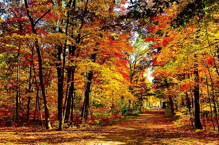 foliage, Autumn, Wisconsin, USA, Park vlak mills, HD wallpaper