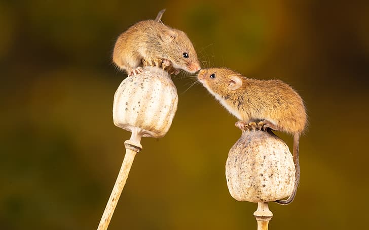 Maki, rodent, mouse, the mouse is tiny, dry stems, Nick Fewings, Micromys minutus, HD wallpaper