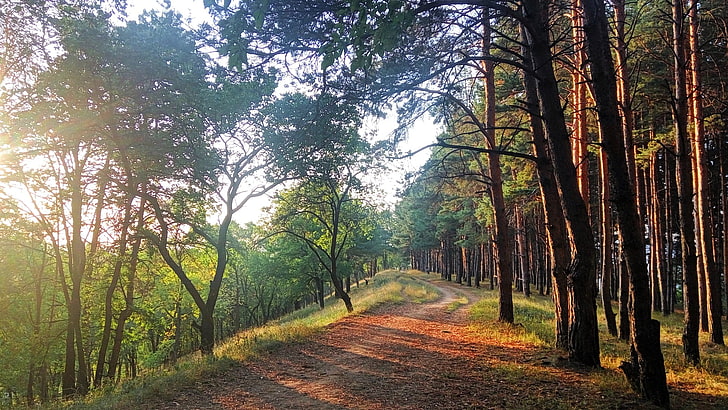 green trees during daytime, landscape, nature, pine trees, evening, pathway, sunset, forest, HD wallpaper