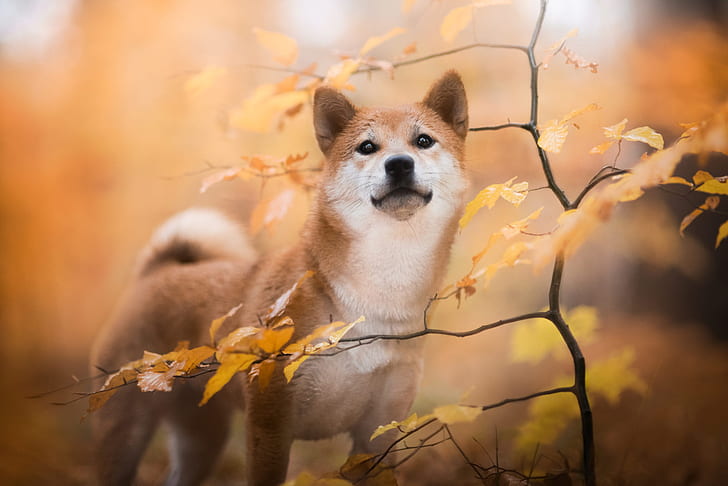 Кучета, Shiba Inu, бебе животно, куче, есен, домашен любимец, кученце, HD тапет
