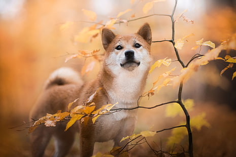 Кучета, Shiba Inu, бебе животно, куче, есен, домашен любимец, кученце, HD тапет HD wallpaper