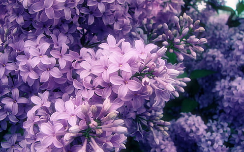 花、自然、花びら、春、紫の花、 HDデスクトップの壁紙 HD wallpaper