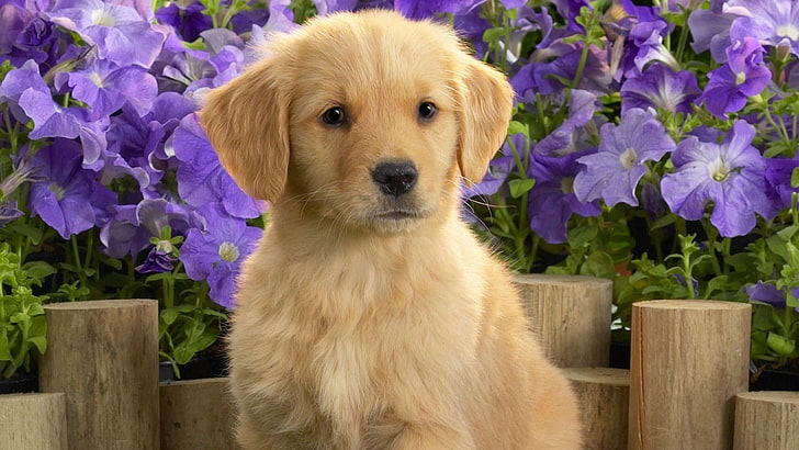 perrito, perro, lindo, perrito, Fondo de pantalla HD