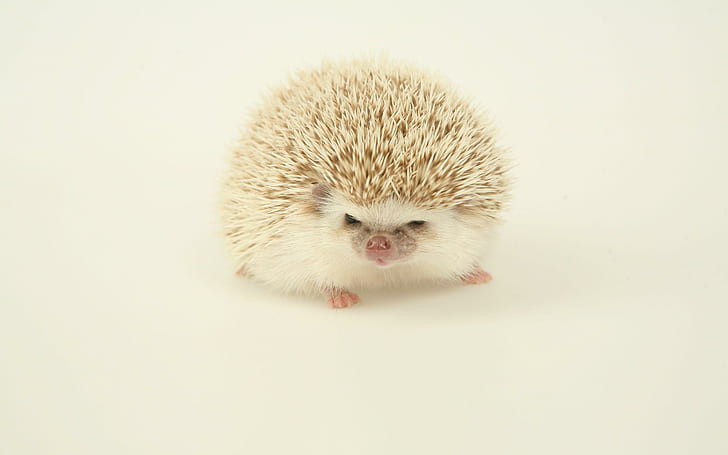 White hedgehog, brown and white hedgehog, animals, 2560x1600, hedgehog, HD wallpaper