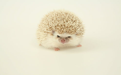 White hedgehog, brown and white hedgehog, animals, 2560x1600, hedgehog, HD wallpaper HD wallpaper