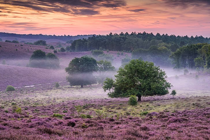 trees, fog, dawn, morning, Netherlands, Heather, National Park Veluwezoom, Gelderland, Nationaal Park Veluwezoom, HD wallpaper