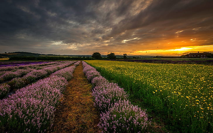 England, Storbritannien, Hampshire, fält, blommor, lavendel, natt, solnedgång, England, Storbritannien, Hampshire, fält, blommor, lavendel, natt, solnedgång, HD tapet