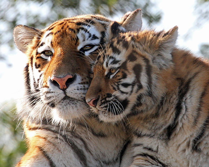 Gatti, Tigre, Bebè animale, Gatto grande, Cucciolo, Animale selvatico, Predatore (Animale), Sfondo HD