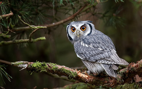 gray and white owl, owl, birds, branch, animals, HD wallpaper HD wallpaper