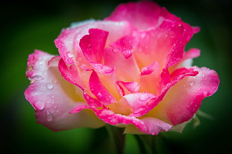 макро фотография на розова и бяла роза с дъждовни капки, роза, розова роза, макро фотография, бяла роза, дъждовни капки, розово бяло, цвете, дъждовна вода, капки, canon eos 70d, отблизо, природа, розов цвят, венчелистче, растение, цвете глава , красота В природата, близък план, лято, свежест, HD тапет HD wallpaper