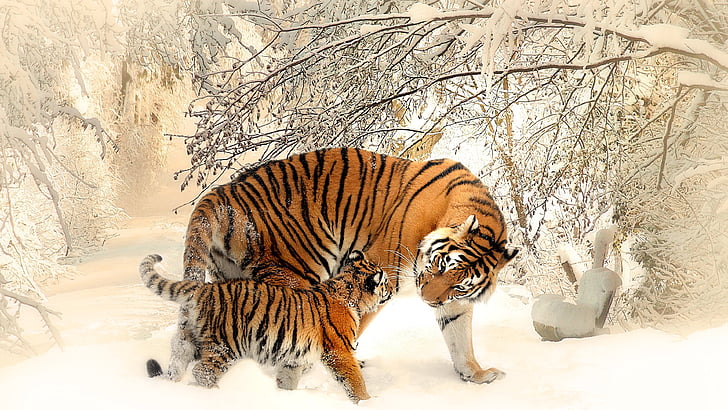 two brown tigers on white snow covered field, Tiger, Cub, Snow, Winter, 4K, HD wallpaper